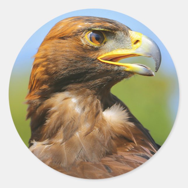 Vision of a Beautiful Young Golden Eagle Classic Round Sticker (Front)