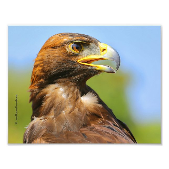 Vision of a Beautiful Young Golden Eagle Photo Print (Front)