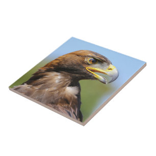 Vision of a Beautiful Young Golden Eagle Tile