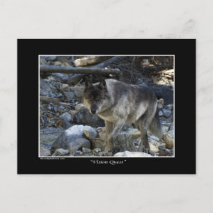 "Vision Quest" Grey Wolf Post Card