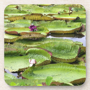 Vitoria Regis, giant water lilies in the Amazon Coaster