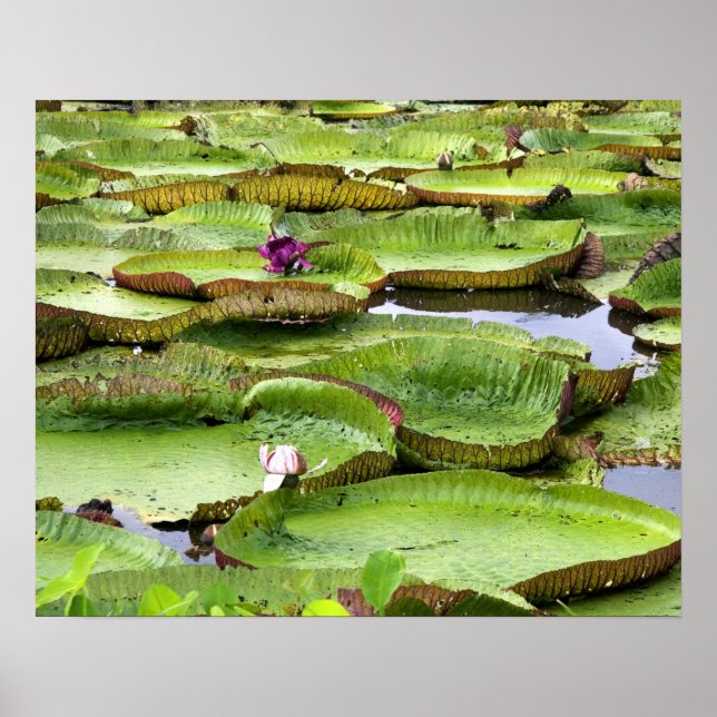 Vitoria Regis, giant water lilies in the Amazon Poster (Front)