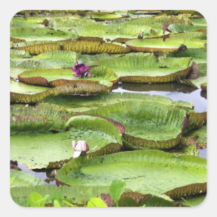 Vitoria Regis, giant water lilies in the Amazon Square Sticker