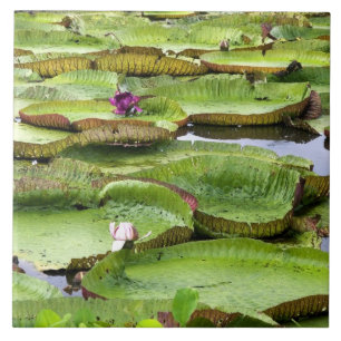 Vitoria Regis, giant water lilies in the Amazon Tile