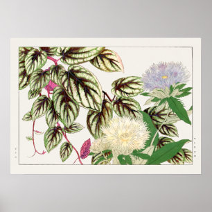 Vitus and Stokesia Flowers by Tanigami Konan, Poster