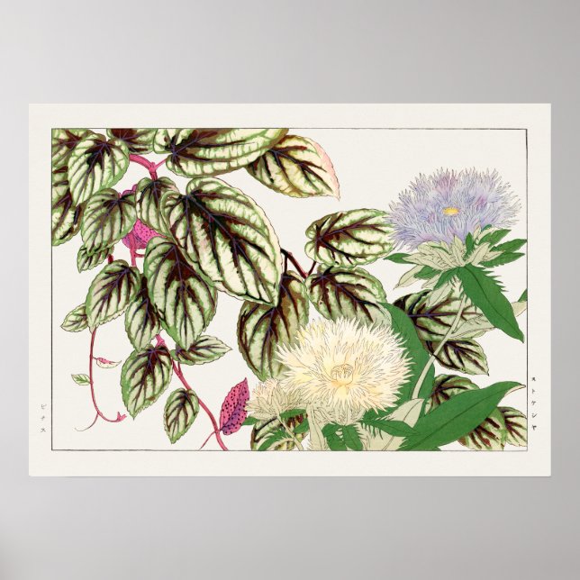 Vitus and Stokesia Flowers by Tanigami Konan, Poster (Front)