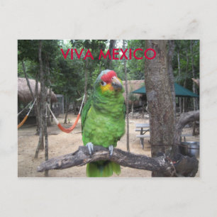 Viva Mexico Postcard