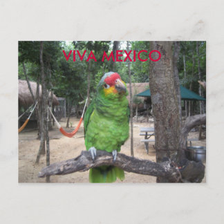 Viva Mexico Postcard