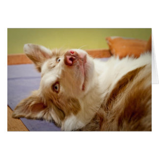 Viva the Border Collie relaxing on the bed