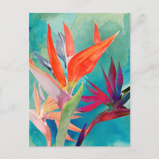 Vivid Birds of Paradise Postcard (Front)