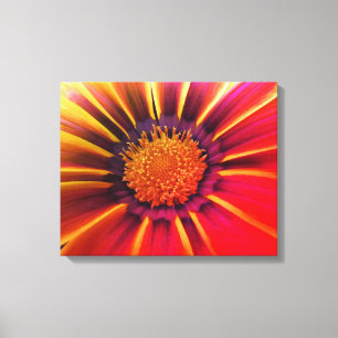 Vivid Colour Gerber Daisy Canvas