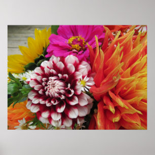 Vivid Dahlias and Zinnias Poster Art Print