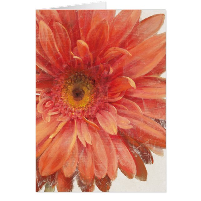 Vivid Daisy (Front)