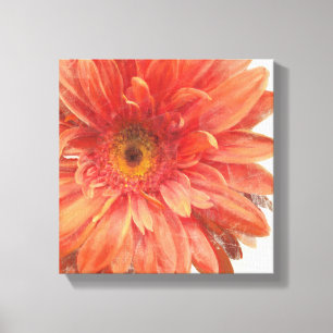 Vivid Daisy Canvas Print