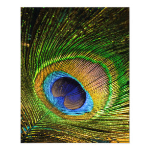 Vivid Feather Photo Print