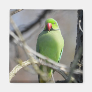Vivid green parakeet magnet