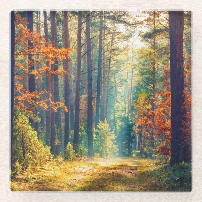 Vivid Morning In Colourful Forest With Sun Rays Glass Coaster (Front)