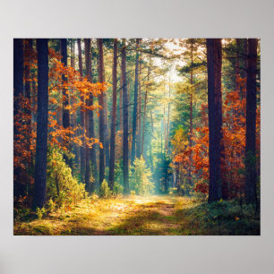Vivid Morning In Colourful Forest With Sun Rays Poster
