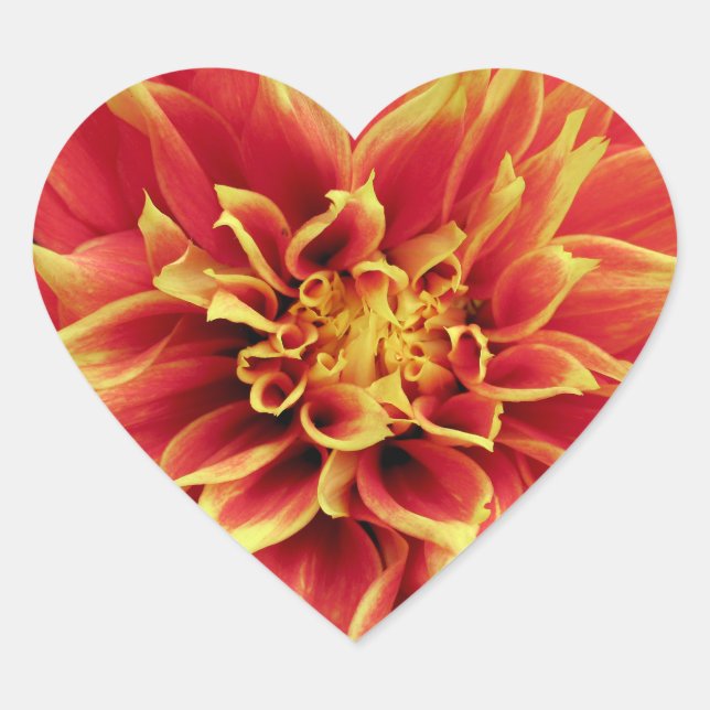 Vivid orange dahlia sticker in heart shape (Front)
