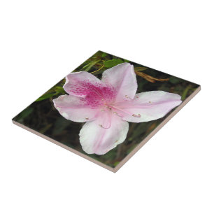 Vivid Pink Azalea Photo Ceramic Tiles