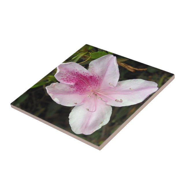 Vivid Pink Azalea Photo Ceramic Tiles (Side)