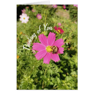 Vivid Pink Cosmos Flower Thinking of You Card