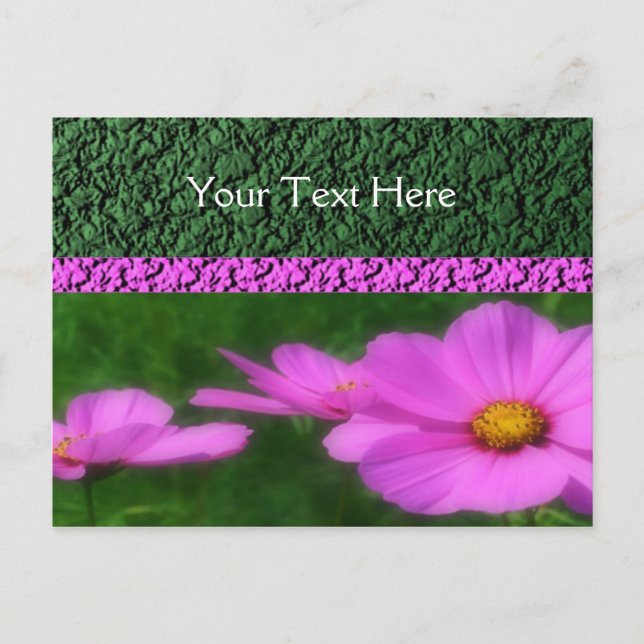 Vivid Pink Cosmos Flowers Postcard (Front)