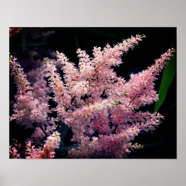 Vivid Pink Flowers Close Up Poster (Front)