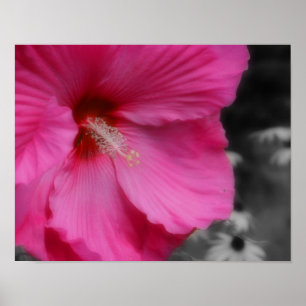 Vivid Pink Hibiscus Flower Partial Colour  Poster