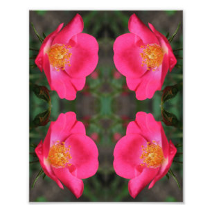 Vivid Pink Rose Petals Abstract Floral Art 8x10 Photo Print