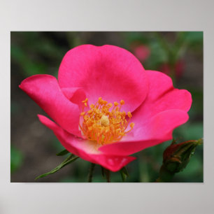 Vivid Pink Rose Petals  Poster