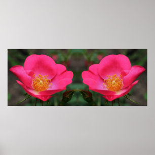 Vivid Pink Roses Mirror Abstract Poster