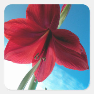 Vivid red Amaryllis Flower Square Sticker