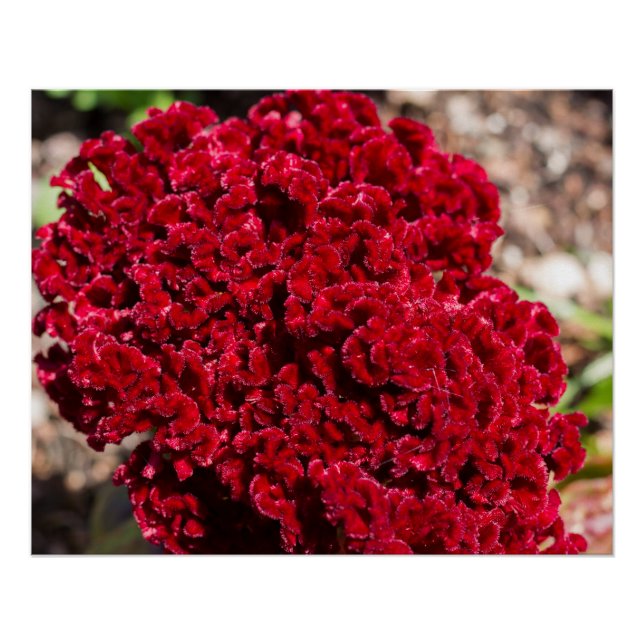 Vivid Red Celosia Print (Front)