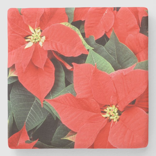 Vivid Red Christmas Poinsettias Stone Coaster (Front)