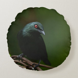 Vivid Red Eyes of the Asian Glossy Starling Round Cushion