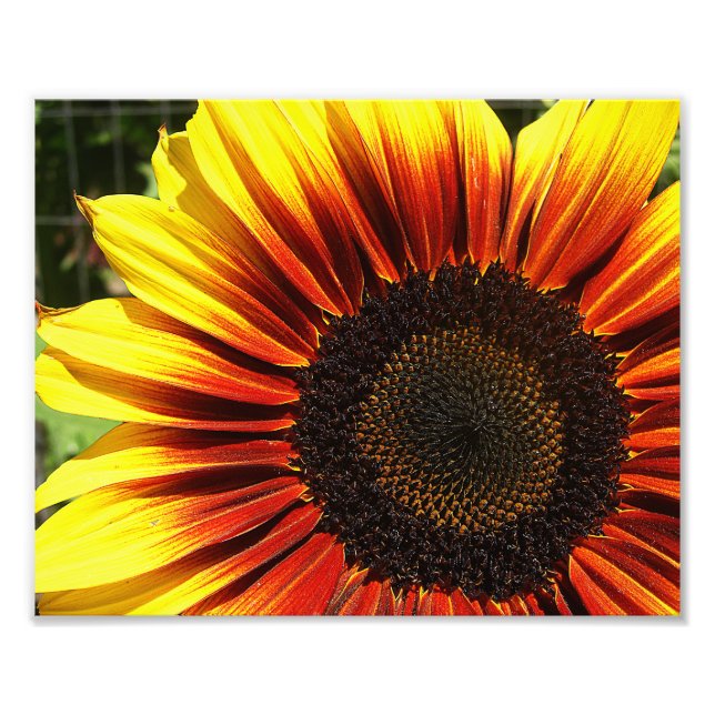 Vivid Sunflower Closeup 10x8 Photo Print (Front)