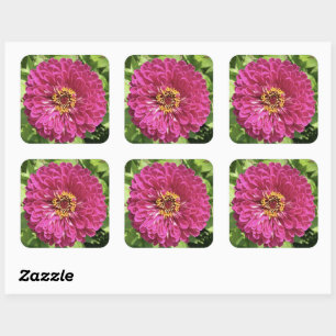 Vivid Zinnia Flower Photo Square Sticker