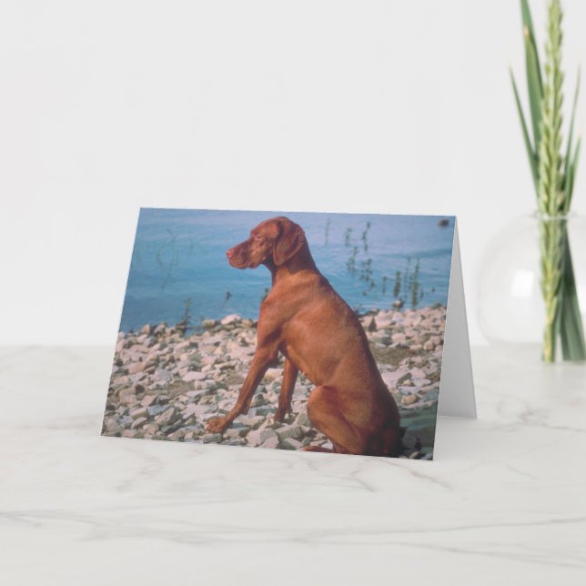 Vizsla Card (Front)