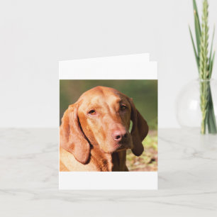 vizsla card