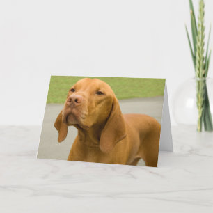 Vizsla Card