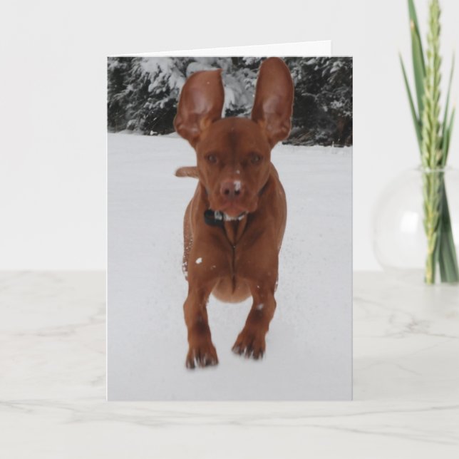 Vizsla - Do my ears look big? Card (Front)