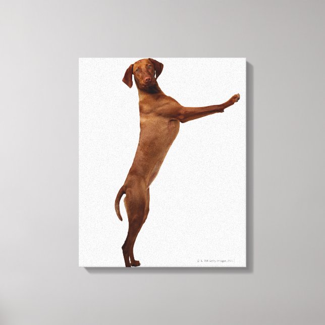 Vizsla Dog Canvas Print (Front)