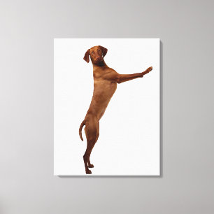 Vizsla Dog Canvas Print