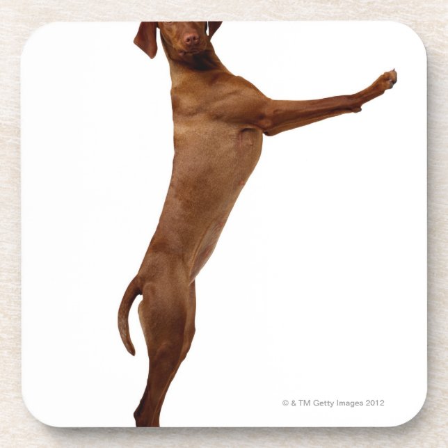 Vizsla Dog Coaster (Front)
