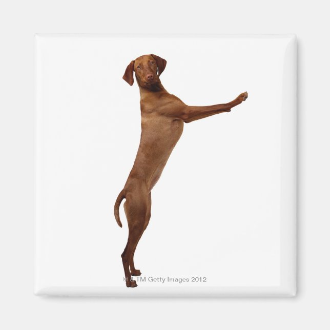 Vizsla Dog Magnet (Front)