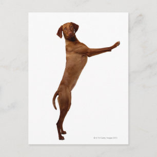 Vizsla Dog Postcard