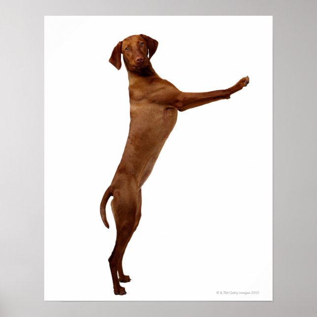 Vizsla Dog Poster (Front)