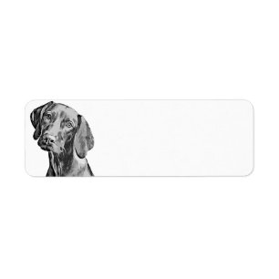 Vizsla Drawing