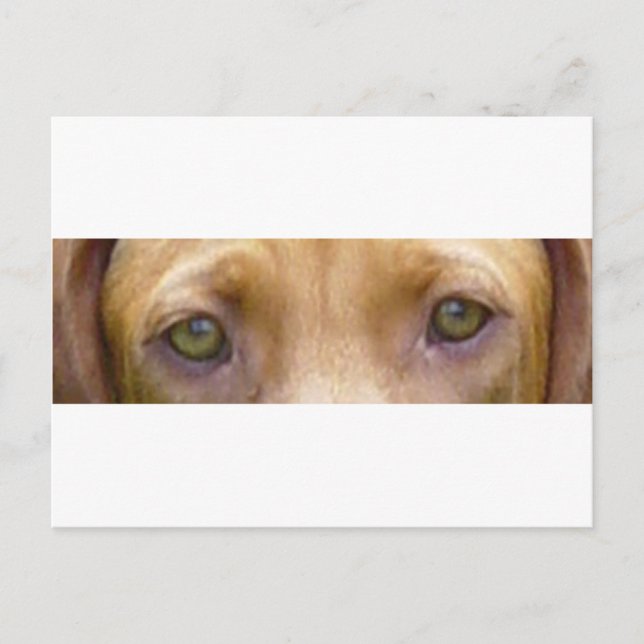 vizsla eyes.png postcard (Front)